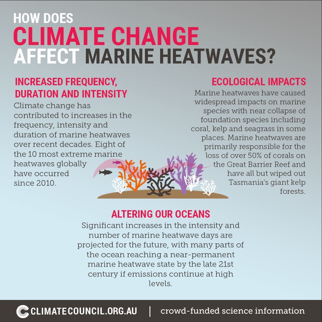 CC_marine heatwaves infographic